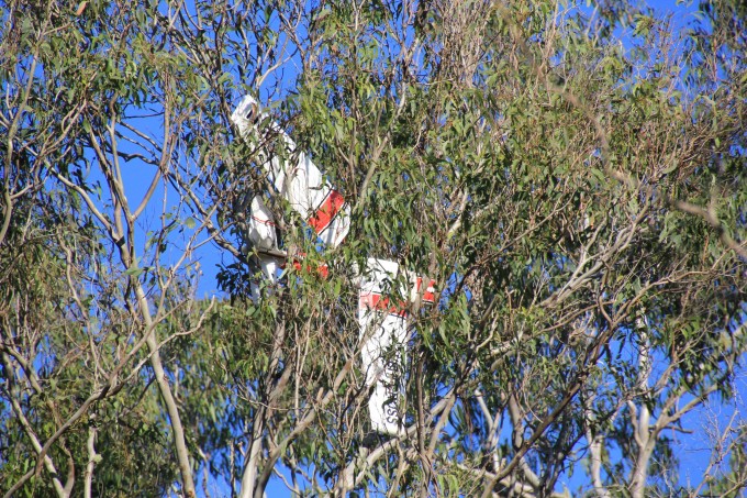 plain_in_the_tree